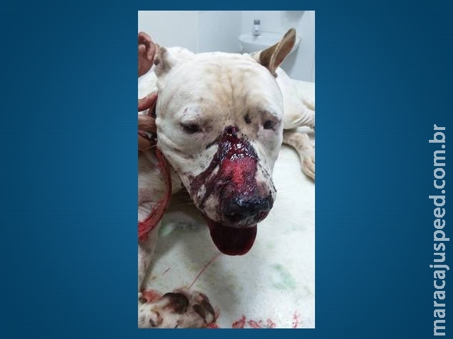 Pit Bull invade residência e policial atira na cabeça de animal com medo de ataque