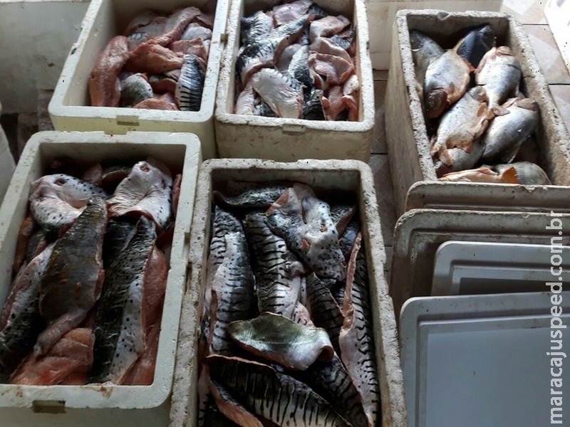 PMA autua 56 e apreende quase duas toneladas de pescado durante Operação Piracema em MS PMA autua 56 e apreende quase duas toneladas de pescado durante Operação Piracema em MS