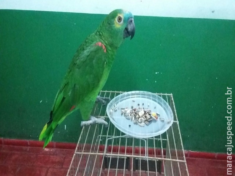 PMA autua dono de boca que tinha papagaio em cativeiro PMA autua dono de boca que tinha papagaio em cativeiro