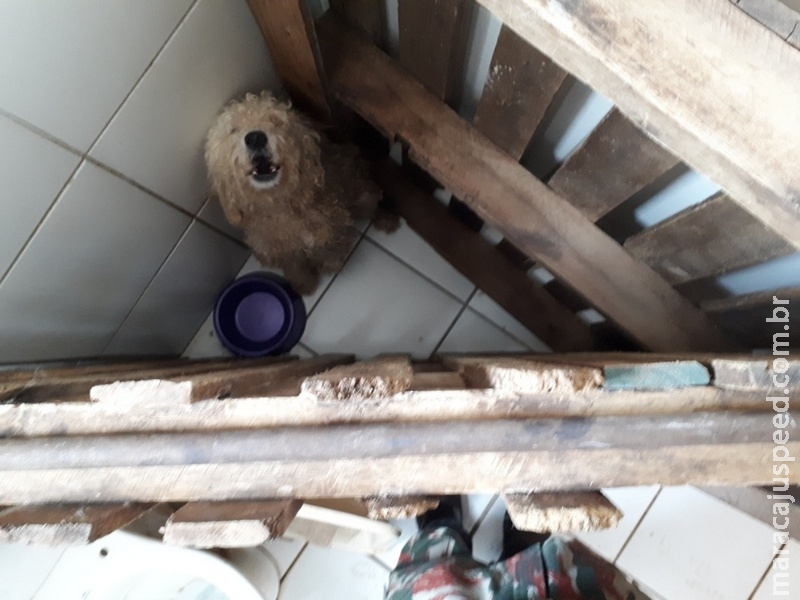 PMA autua em R$ 2 mil homem por maus-tratos a quatro cachorros PMA autua em R$ 2 mil homem por maus-tratos a quatro cachorros