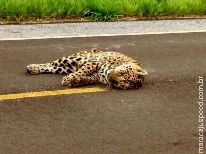 PMA não encontra onça atropelada na BR-262 e alerta que recolher animal é crime PMA não encontra onça atropelada na BR-262 e alerta que recolher animal é crime