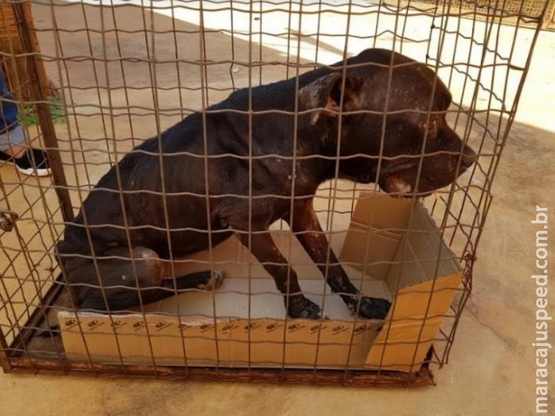 Polícia salva cão deixado sem água por dias e multa mulher em R$ 3 mil