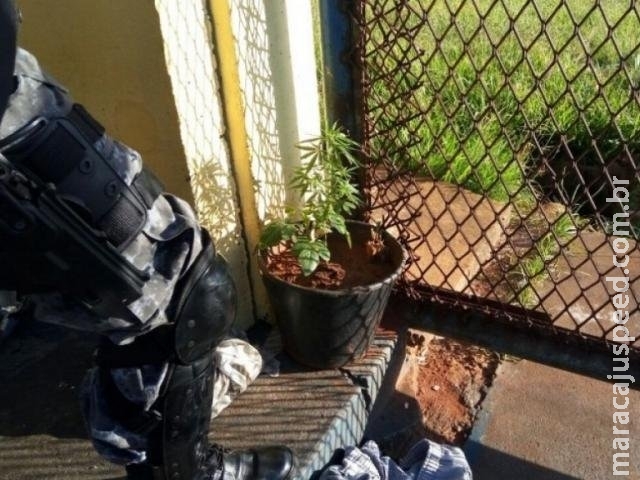 Policiais encontram até pé de maconha em corredor de presídio