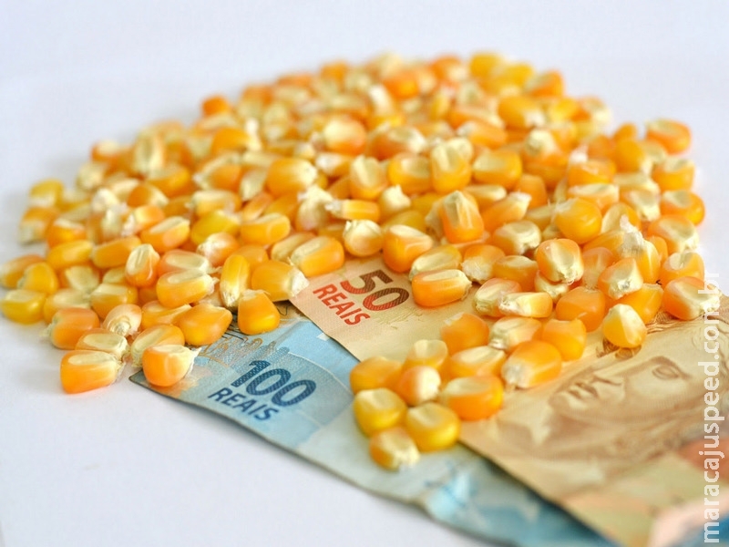 Preço do milho sobe 12,84% em Mato Grosso do Sul Preço do milho sobe 12,84% em Mato Grosso do Sul
