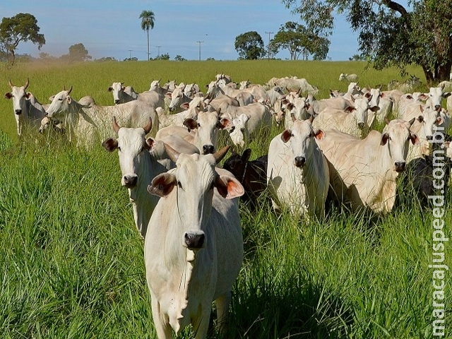 Produção de carne bovina em MS sobe 13% Produção de carne bovina em MS sobe 13%