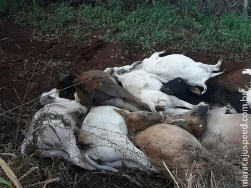 Queda de fio de alta tensão mata dez vacas em chácara Queda de fio de alta tensão mata dez vacas em chácara