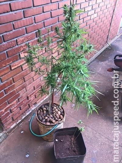 Rapaz é flagrado em MS com pés de maconha em casa e é autuado por posse de droga Rapaz é flagrado em MS com pés de maconha em casa e é autuado por posse de droga