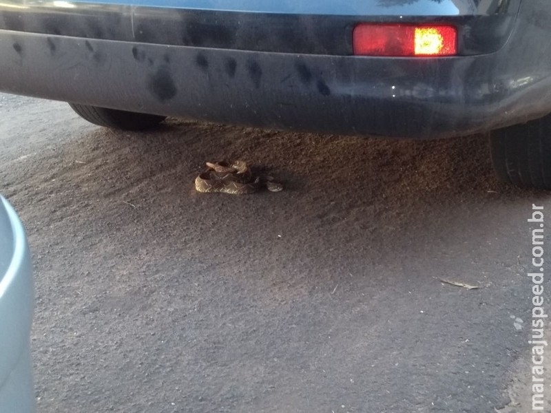  Serpente venenosa é capturada embaixo de veículo estacionado em avenida no Centro de Naviraí, MS
