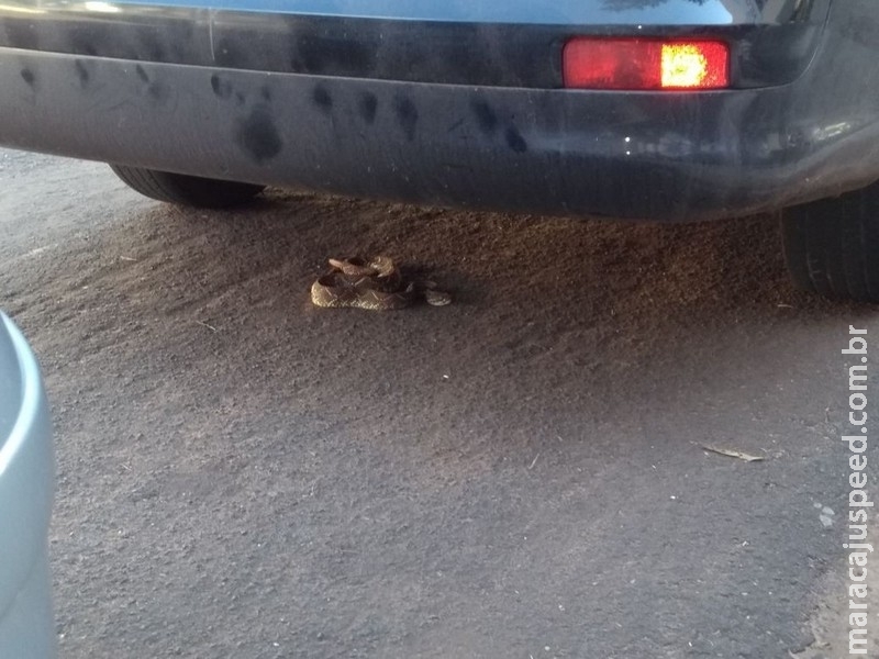 Serpente venenosa é capturada embaixo de veículo estacionado em avenida no Centro de Naviraí, MS Serpente venenosa é capturada embaixo de veículo estacionado em avenida no Centro de Naviraí, MS