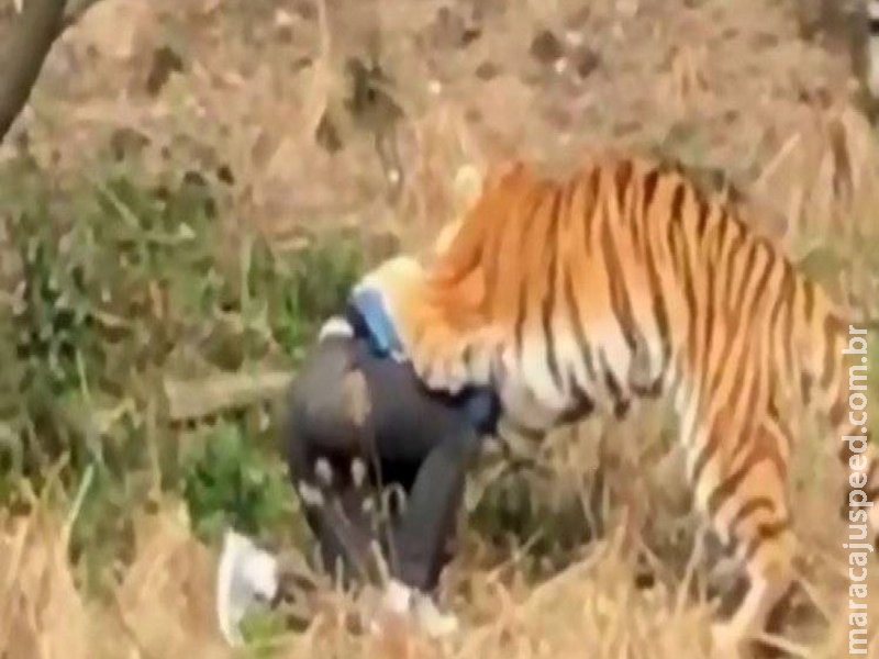 Turista que tentou burlar entrada em zoológico morre ao dar de cara com tigre Turista que tentou burlar entrada em zoológico morre ao dar de cara com tigre