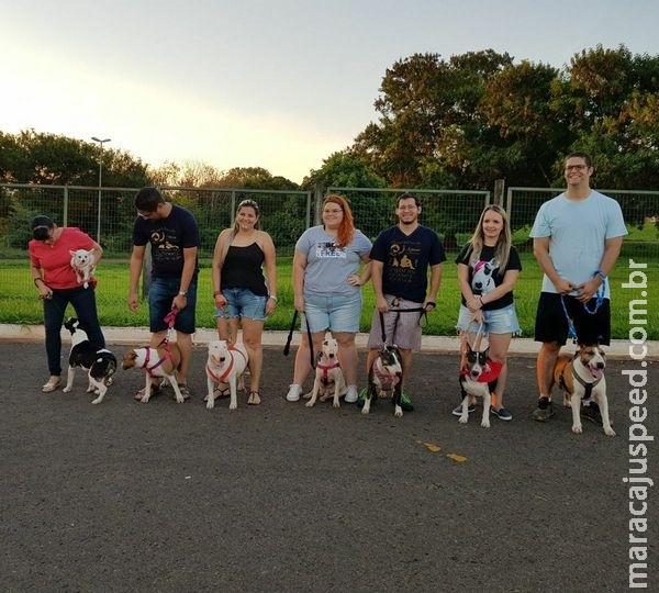 Após perder bull terrier, encontro com descendentes de Saddan mata a saudade Após perder bull terrier, encontro com descendentes de Saddan mata a saudade