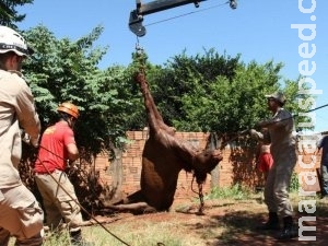 Bombeiros resgatam cavalo que caiu em fossa 2h depois, usando guincho Bombeiros resgatam cavalo que caiu em fossa 2h depois, usando guincho