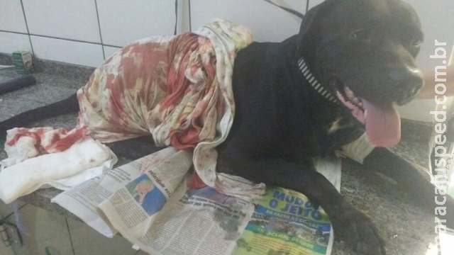 Cachorro é baleado por policial após confusão em praça Cachorro é baleado por policial após confusão em praça