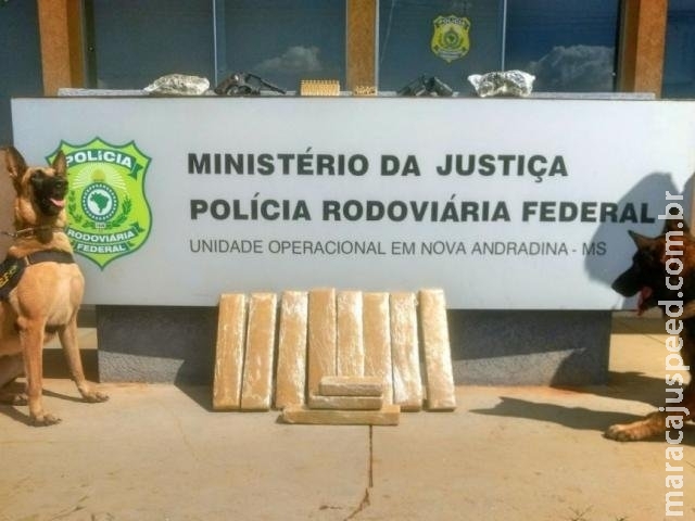 Cães da PRF encontram armas e super maconha em ônibus; veja vídeo