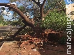 "Do nada”, árvore de 10 metros cai sobre veículo na Capital