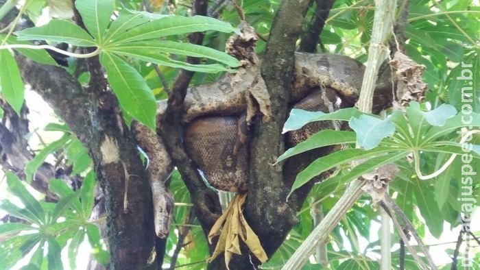 Jiboia é encontrada em residência de Dourados e assusta moradores Jiboia é encontrada em residência de Dourados e assusta moradores