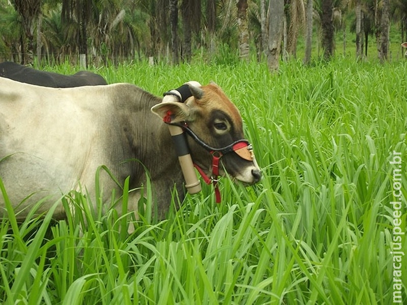 Pesquisa demonstra que manejo adequado de bovinos reduz emissões de metano