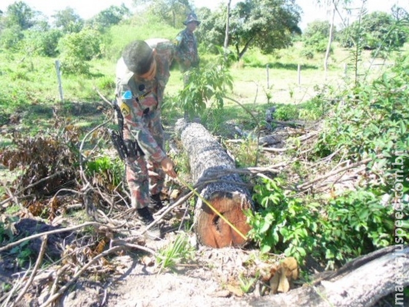 PMA autua empresa pecuarista em R$ 48 mil por derrubada de árvores da espécie aroeira para a exploração da madeira PMA autua empresa pecuarista em R$ 48 mil por derrubada de árvores da espécie aroeira para a exploração da madeira