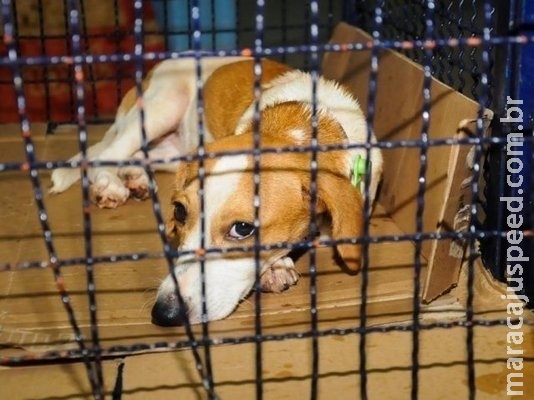 Projeto de lei cobra clínicas veterinárias para incentivar adoção de animais