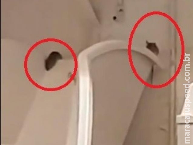 Cliente flagra ratos na padaria de mercado e vigilância espera denúncia Cliente flagra ratos na padaria de mercado e vigilância espera denúncia