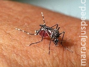Em 4 meses, 2,3 mil tiveram dengue, mas doença não matou em 2018 Em 4 meses, 2,3 mil tiveram dengue, mas doença não matou em 2018