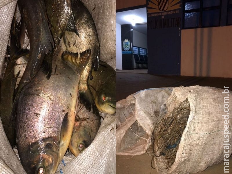 Maracaju: Dupla é presa pela Polícia Militar por furtar peixe “PACU” de açude particular