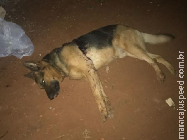 Morte de cachorro a facadas vira caso de polícia, com troca de acusações Morte de cachorro a facadas vira caso de polícia, com troca de acusações