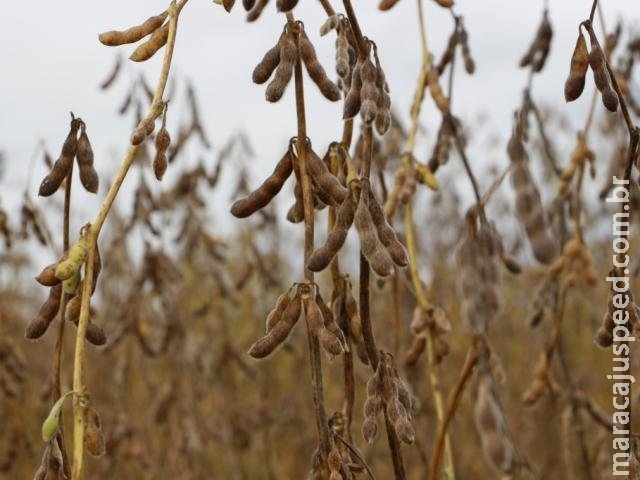 Pressão do mercado externo aumenta plantio de soja convencional em MS