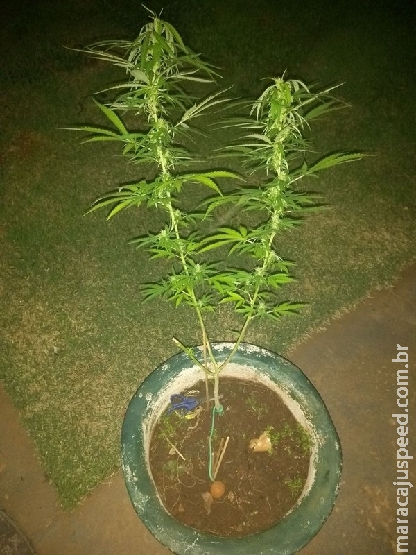 Tatuador de Campo Grande é flagrado com pé de maconha em casa