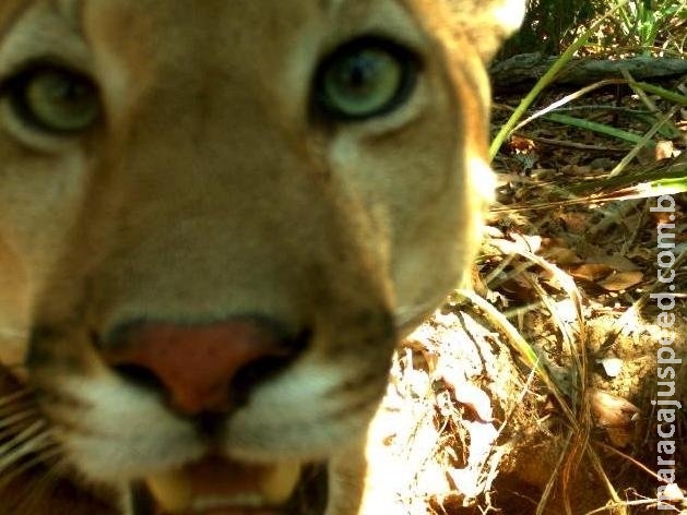Armadilhas fotográficas rendem selfies incríveis de bichos no Pantanal