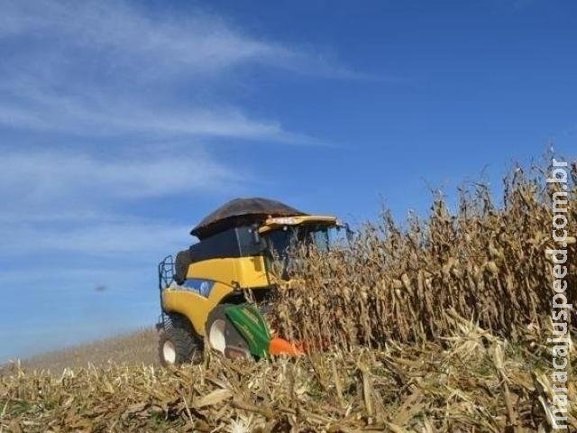 Colheita do milho começa em algumas áreas de MS com previsão de prejuízo