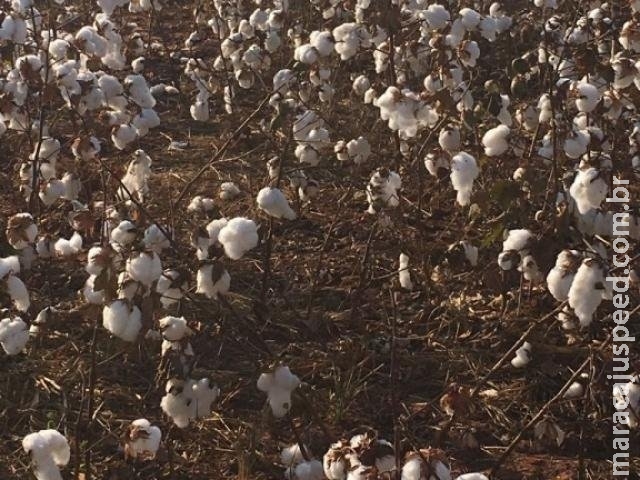 Frio deve atrasar início da colheita do algodão na região norte de MS