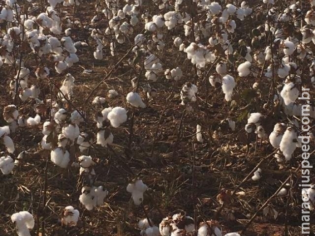 Frio deve atrasar início da colheita do algodão na região norte de MS Frio deve atrasar início da colheita do algodão na região norte de MS