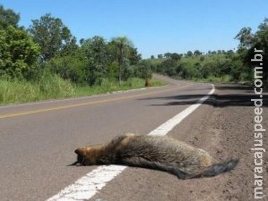 Governo veta lei que previa pontos de travessia para animais em MS