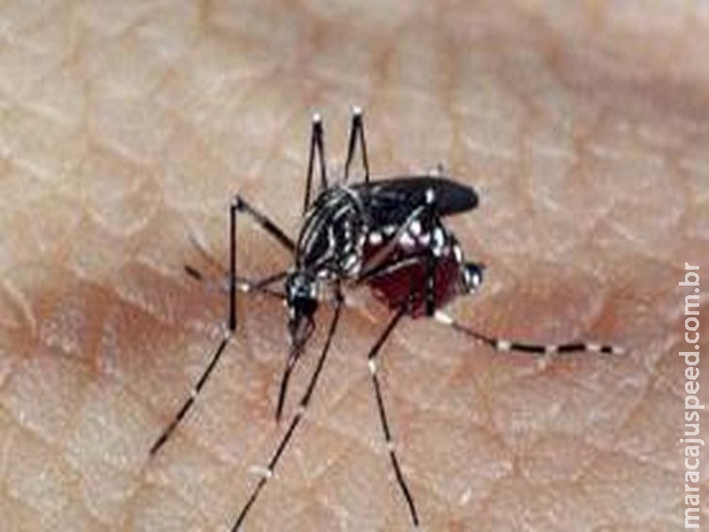 Mais de 20% dos municípios brasileiros têm risco de surto para dengue Mais de 20% dos municípios brasileiros têm risco de surto para dengue