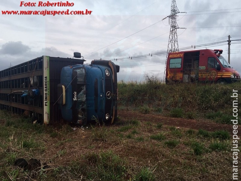 Maracaju: Caminhão com bezerros tomba na BR-267