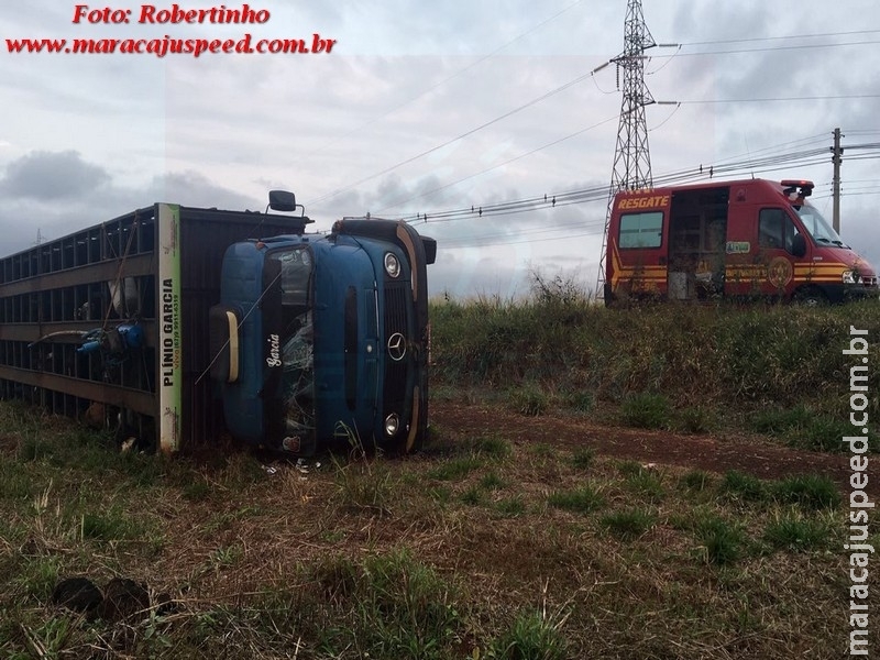 Maracaju: Caminhão com bezerros tomba na BR-267 Maracaju: Caminhão com bezerros tomba na BR-267