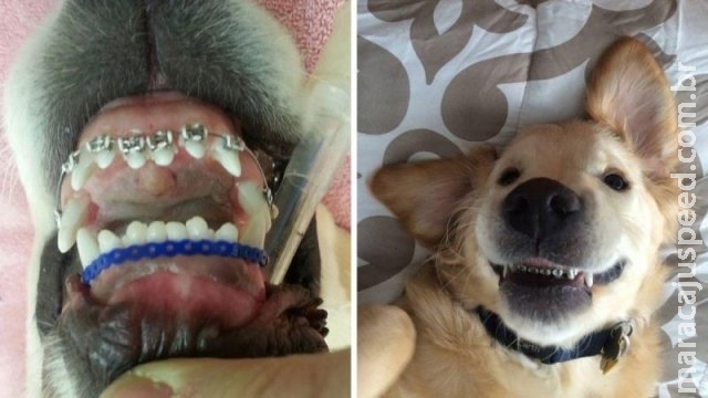 Pelo sorriso do pet, tem quem pague R$ 5 mil em cuidados odontológicos