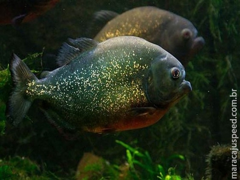 Pesquisa revela que contaminação de rios e mares reduz populações de peixes Pesquisa revela que contaminação de rios e mares reduz populações de peixes