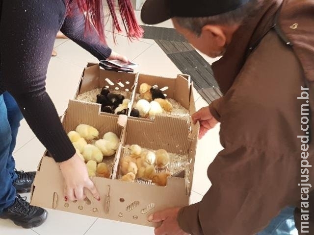 Produtor leva pintinhos para soltar dentro de agência do Banco do Brasil Produtor leva pintinhos para soltar dentro de agência do Banco do Brasil