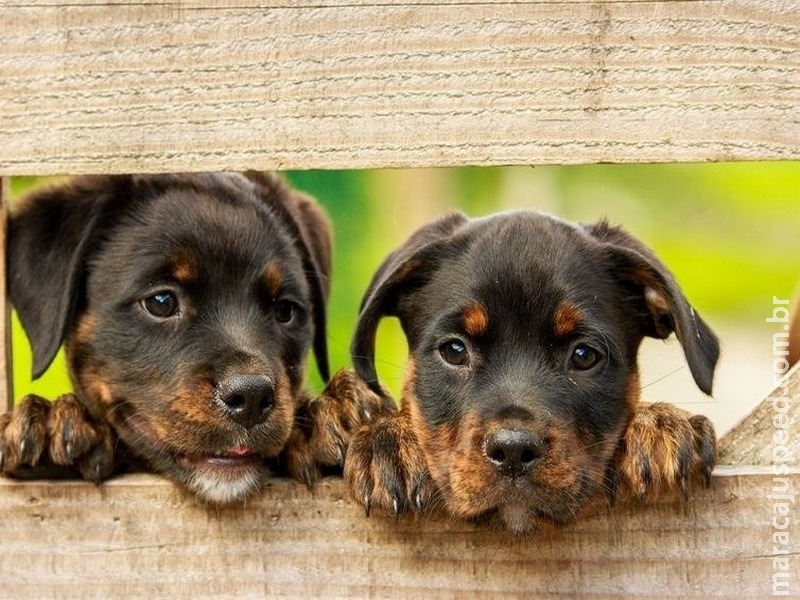 Ração de pets aproveita 2,5 milhões de ton de alimentos que seriam descartados Ração de pets aproveita 2,5 milhões de ton de alimentos que seriam descartados