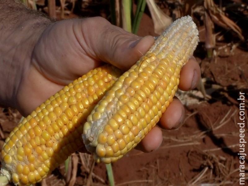 Segunda safra de milho deve encolher quase 30% em Mato Grosso do Sul, projeta Conab Segunda safra de milho deve encolher quase 30% em Mato Grosso do Sul, projeta Conab
