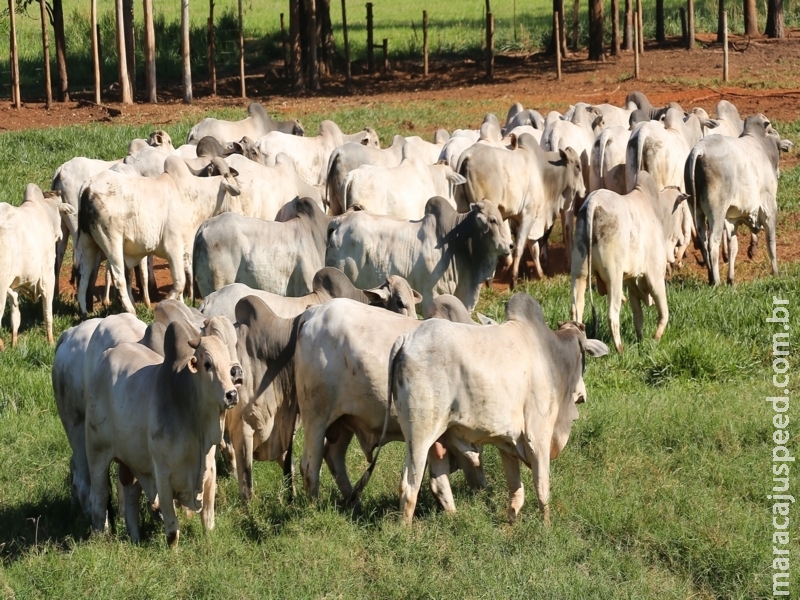 19º Leilão Katayama ofertará 600 touros Nelore e 200 matrizes em agosto 19º Leilão Katayama ofertará 600 touros Nelore e 200 matrizes em agosto