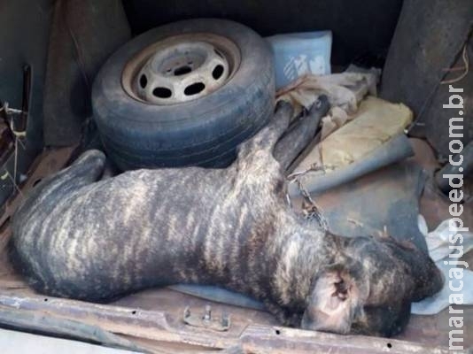 Acorrentado, cachorro não consegue se defender de ataque de abelhas e morre Acorrentado, cachorro não consegue se defender de ataque de abelhas e morre