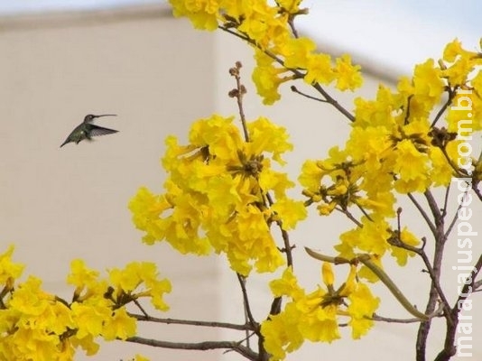 Árvore que decora paisagens, ipê-amarelo agora será símbolo de MS Árvore que decora paisagens, ipê-amarelo agora será símbolo de MS