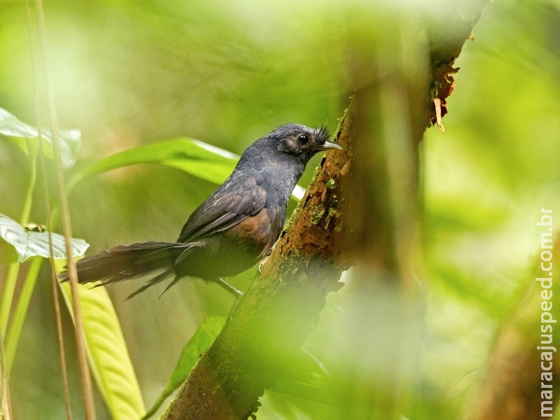 Brasil reconhece sítios para extinção zero