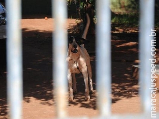 Cão escapa de residência e ataca mãe e filha no Jardim Tijuca