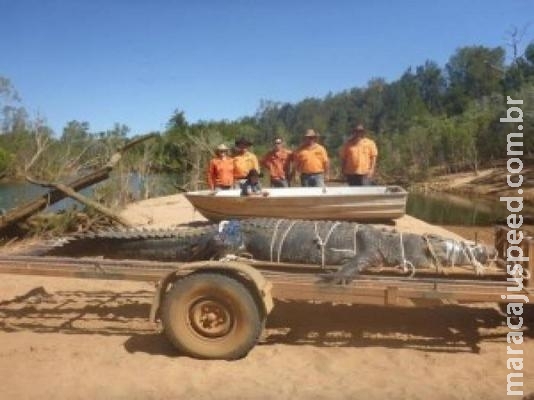 Crocodilo de 5 metros é capturado na Austrália a caminho da cidade Crocodilo de 5 metros é capturado na Austrália a caminho da cidade