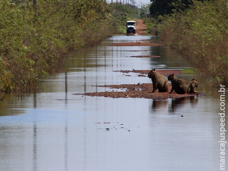 Estradas do Pantanal em boas condições na cheia favorecem ecoturismo e pesca Estradas do Pantanal em boas condições na cheia favorecem ecoturismo e pesca