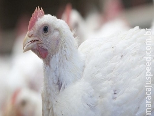 Exportações de carne de frango avançam 95% em julho Exportações de carne de frango avançam 95% em julho
